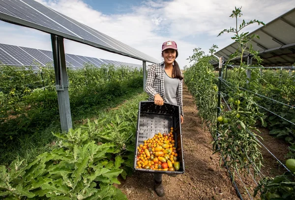 A grower carrying harvested tomatoes between panel rows