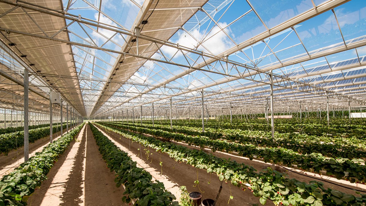Strawberry greenhouse interior with paneled roof sections