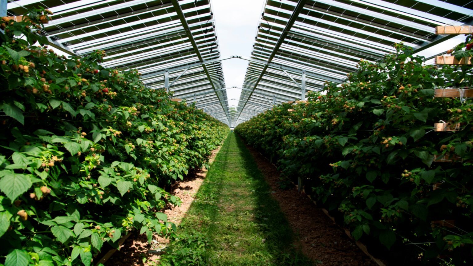 Raspberry rows under a partially translucent PV roof