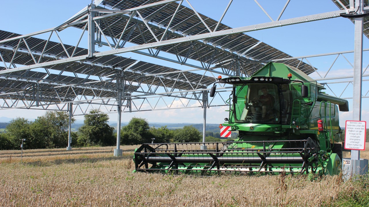 Combine harvesting wheat beneath an elevated array
