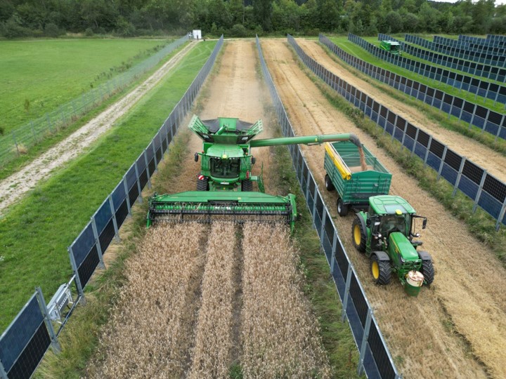 Combine and trailer harvesting grain between vertical rows