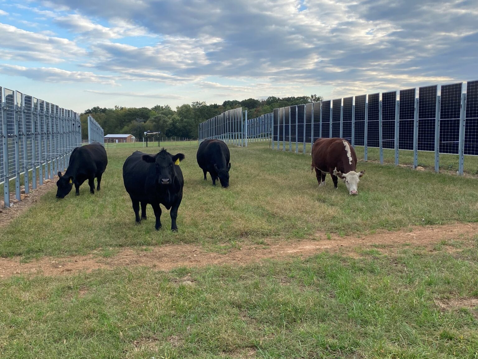 Beef cattle grazing between portrait-orientation vertical rows