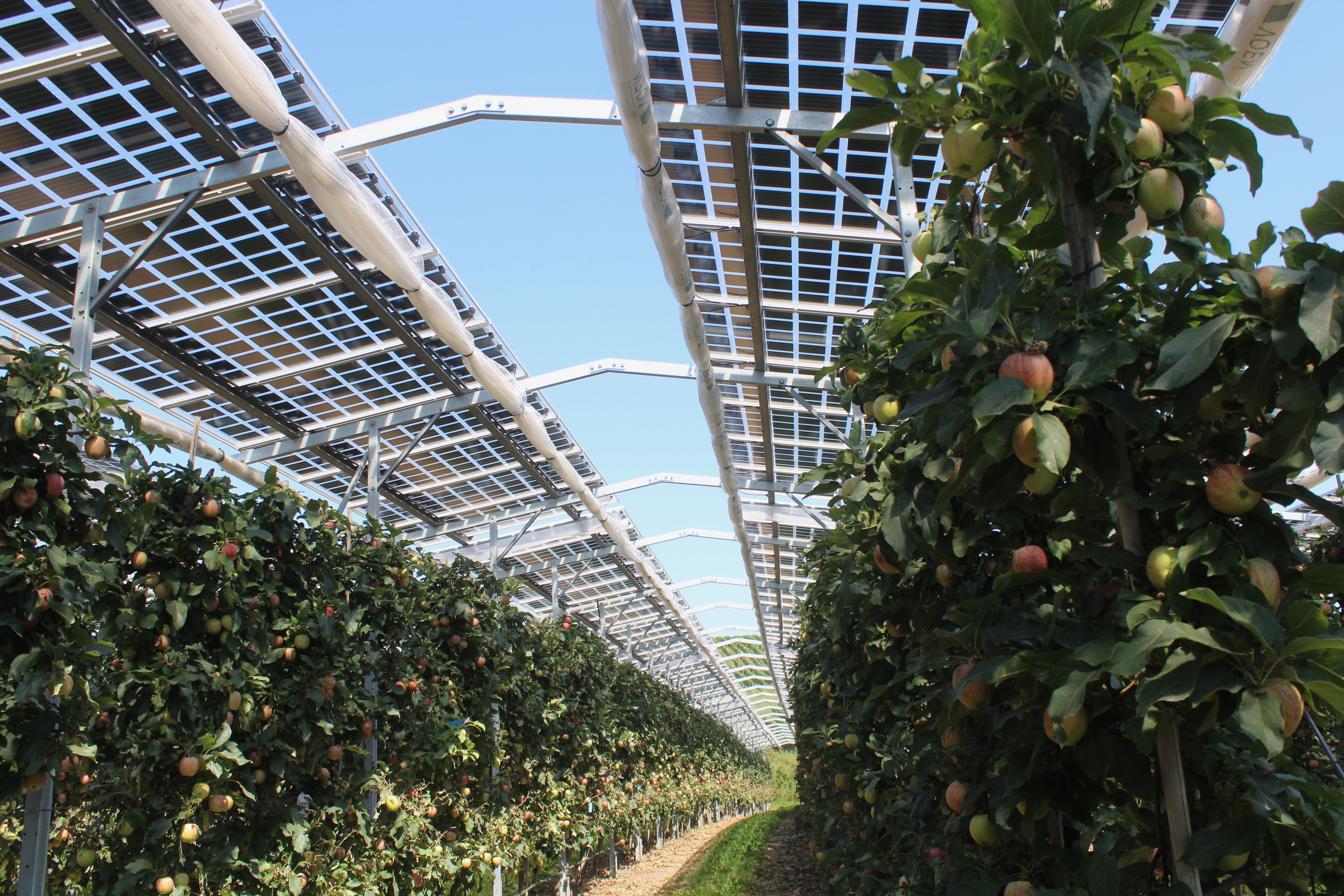 Rows of apple trees growing in fruit beneath elevated solar panels